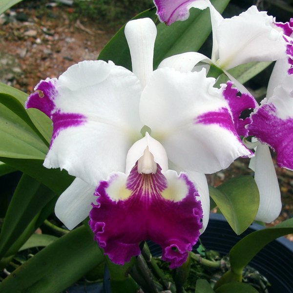 Laeliocattleya White Spark 'Panda' (SC69)
