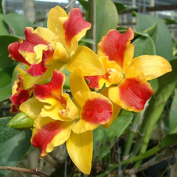 Potinara Burana Beauty (SC70)