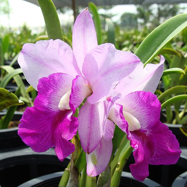 Laeliocattleya Mem Robert Strait 'Carmela' (SC76)