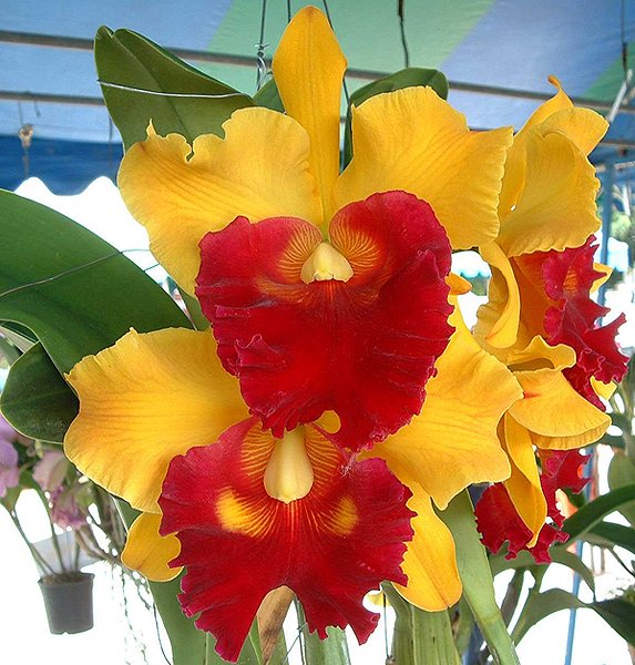Brassolaeliocattleya Chunyeah '#17' (SC78)