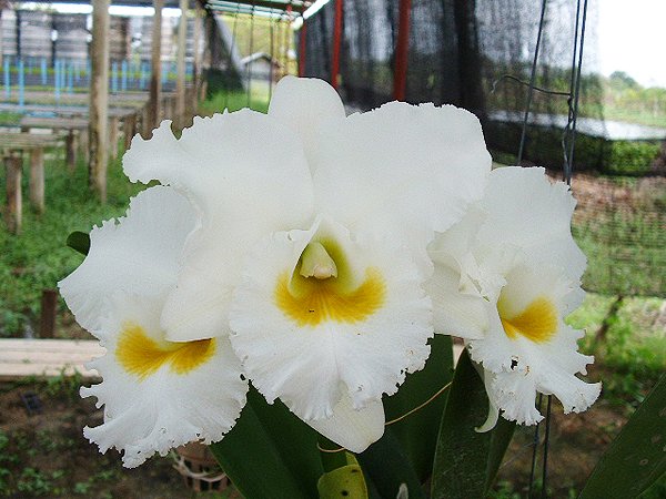 Brassolaeliocattleya White Diamond 'Sang Sa-ngon' AM (SC81)