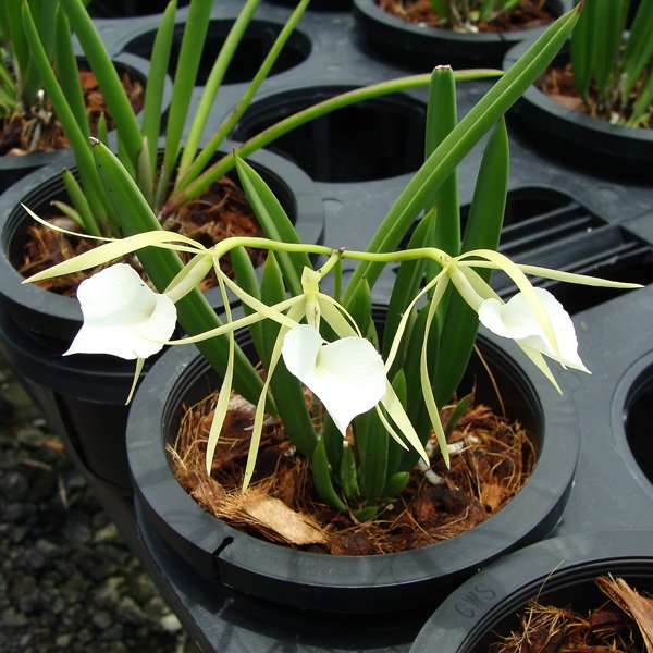 Cattleya Nodosa 'Fulford' (SC86)