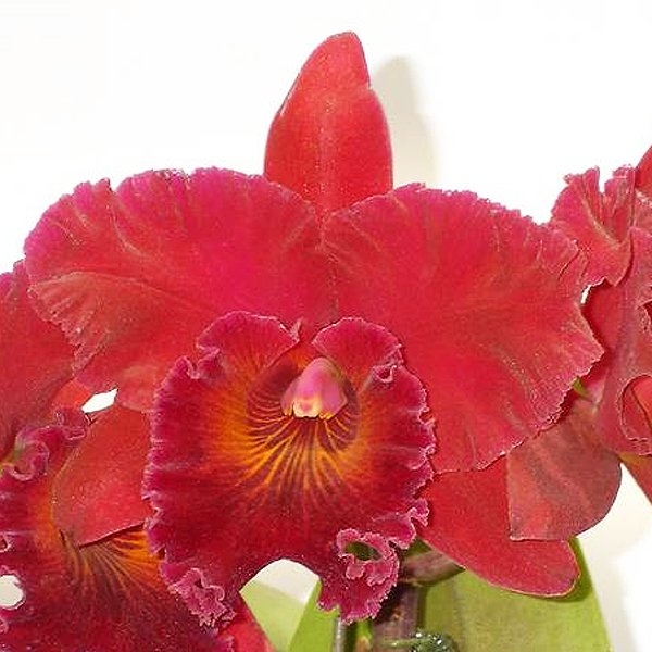 Potinara Shinfong Beauty 'King of Red' (SC87)