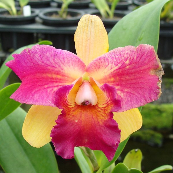 Brassolaeliocattleya Tzeng-Wen Beauty 'Bright' (SC89)
