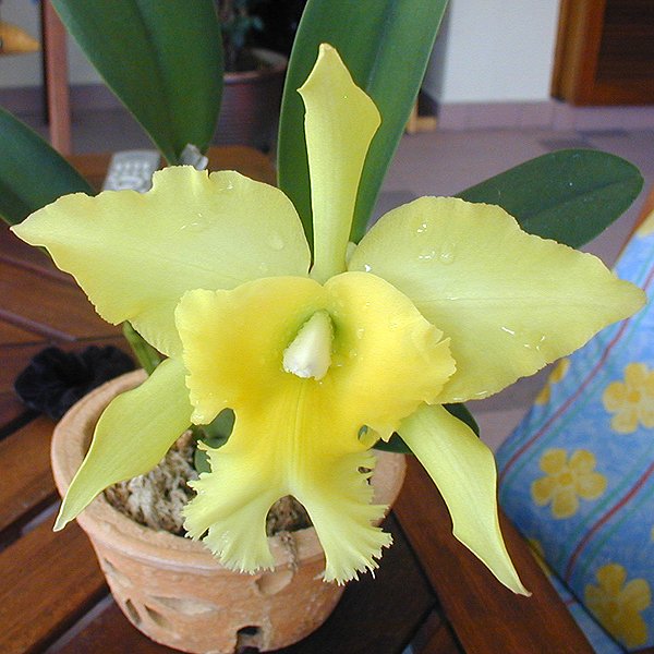 Brassolaeliocattleya Ports of Paradise 'Green King' (SC91)