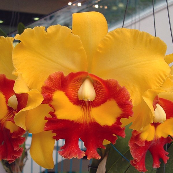 Brassolaeliocattleya Chunyeah 'Good Life #1' (SC93)