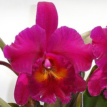 Brassolaeliocattleya King of Taiwan 'Hong Ming' (SC95)