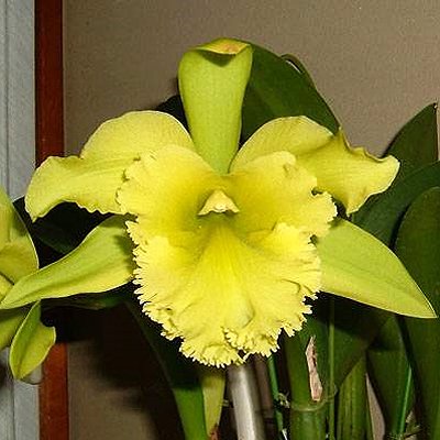 Brassolaeliocattleya Ports of Paradise 'Glencryrie’s Green Giant' (SC96)