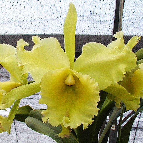 Brassolaeliocattleya Ports of Paradise 'Green King' (SC97)