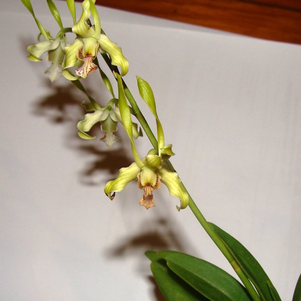 Dendrobium species antennatum (SD14M)
