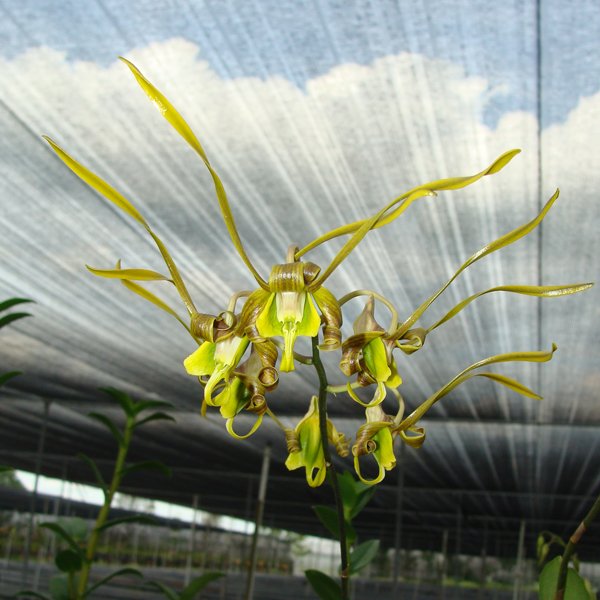 Dendrobium species sutiknoi (SD22M)