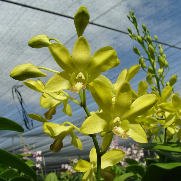 Dendrobium Palolo Sunshine × Burana Jade (SD24)