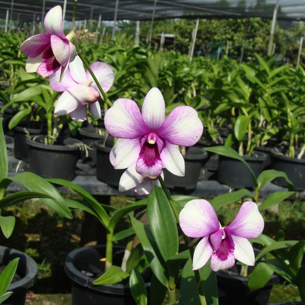 Dendrobium Zhow ×in (SD25)