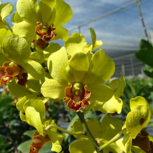 Dendrobium Burana Jade (SD27)