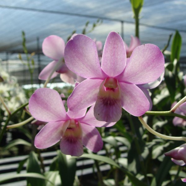 Dendrobium Shavin Pink (SD29)