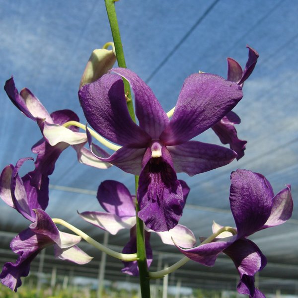 Dendrobium Isumi Wasaki 'Blue' (SD32)