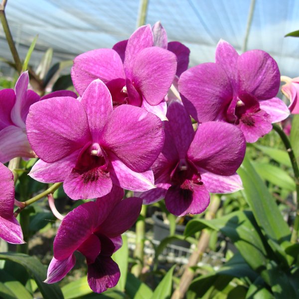 Dendrobium Bobby Mesina × Chao Praya River (SD34)