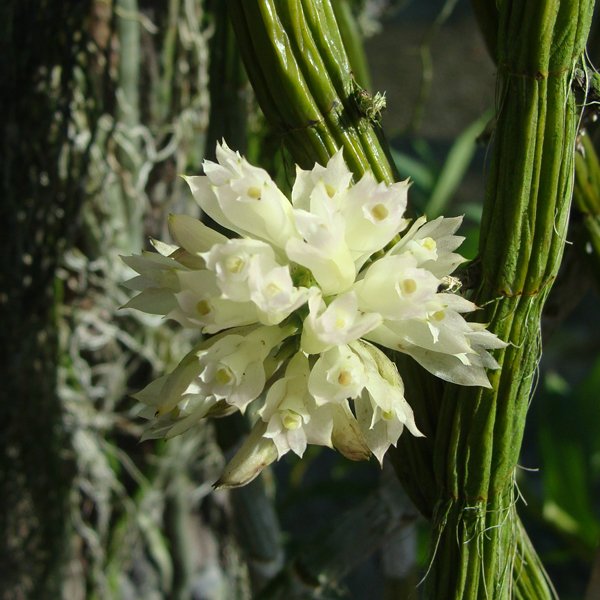 Dendrobium species bracteosum (SD38)