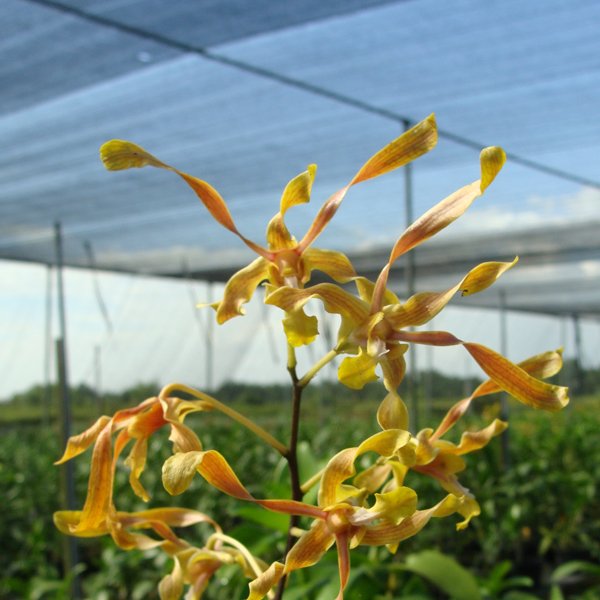 Dendrobium Golden Rod × Den Indonesia Emas (SD40)