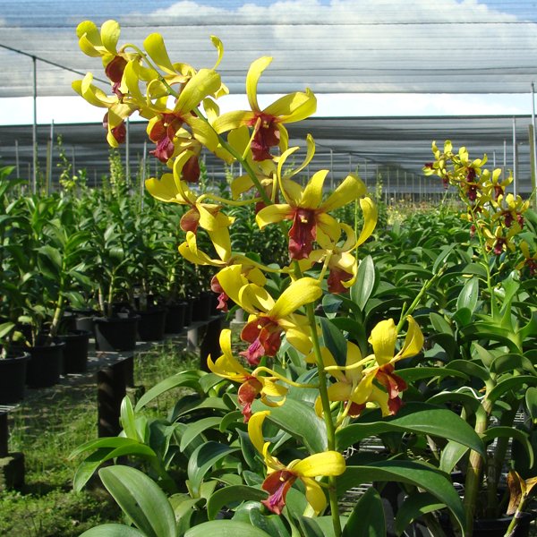 Dendrobium Goldenrod × Dendrobium Kihei Sunshine (SD42)