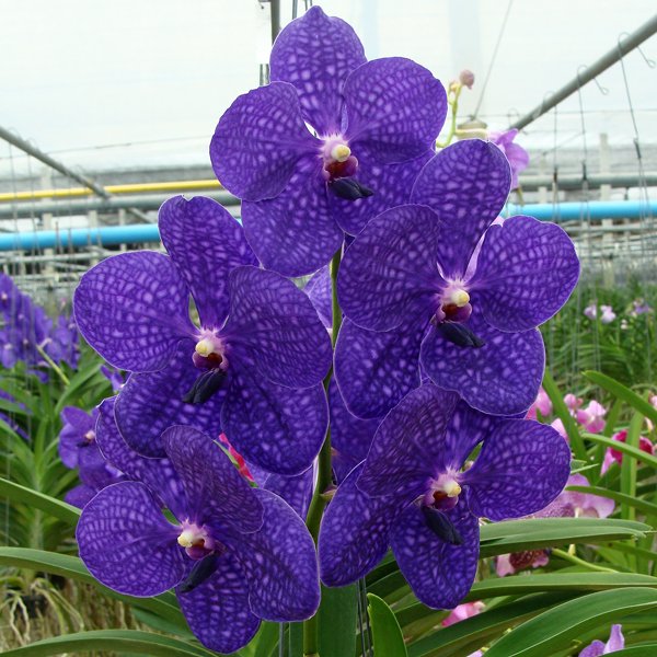 Vanda Pachara Delight FCC/JOGA (SL28)