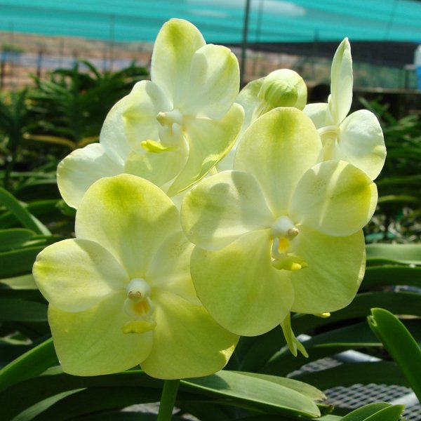 Vanda Jukkich Gold (SL4)