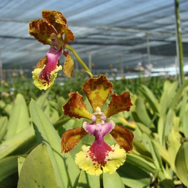 Oncidium Josephine Singapore (SO86)