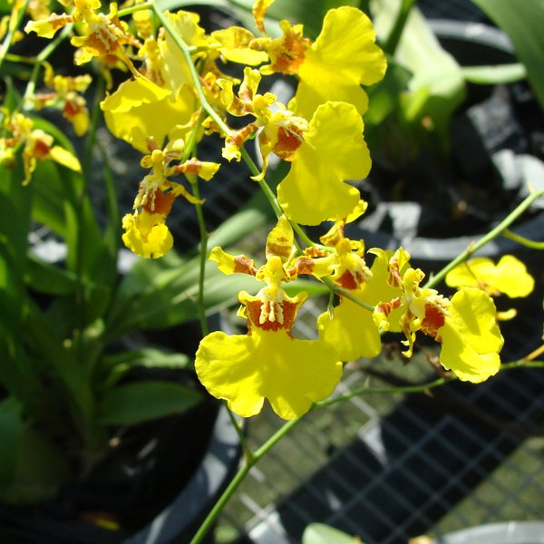 Oncidium orchid