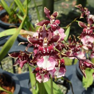 Oncidium Sharry Baby 'Sweet Fragrance' (SO89)