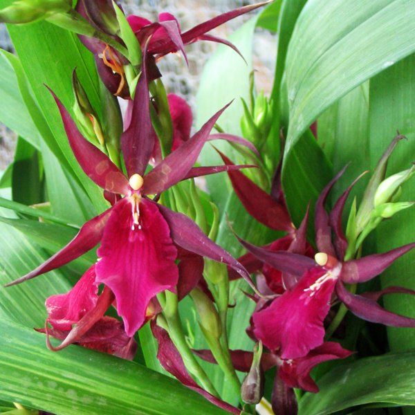 Miltassia Royal Robe 'Jerry's Pick' AM/AOS (SO90M)