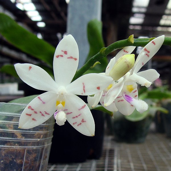 Phalaenopsis Tetrapis (SP305)