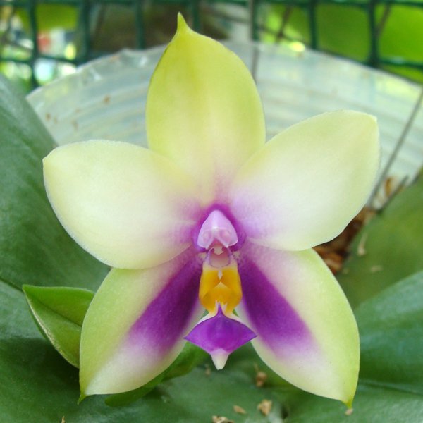 Phalaenopsis bellina var. Blue (SP306)