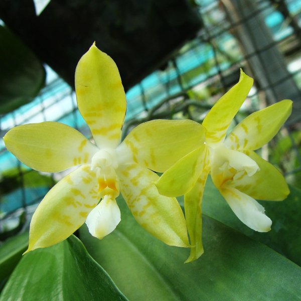 Phalaenopsis Bellina 'Alba' × Amboinensis Flava (SP307)