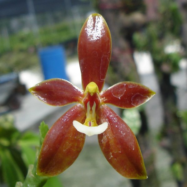 Phalaenopsis Cornu-Cervi var Red (SP310)