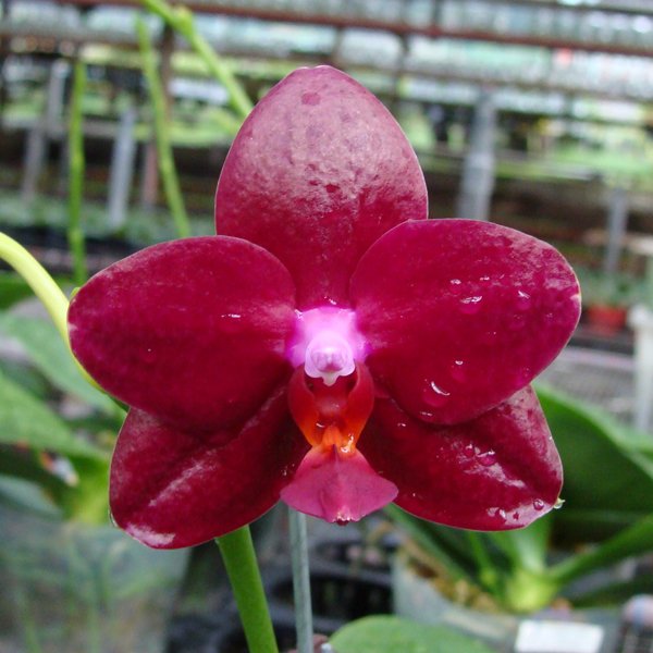 Phalaenopsis Sogo Rose 'Lee' (SP311)