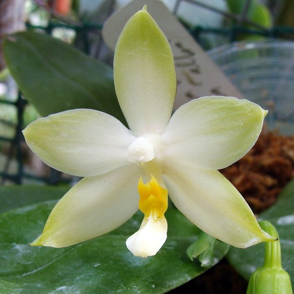Phalaenopsis Ho's Green Waves × violacea 'alba' (SP316)