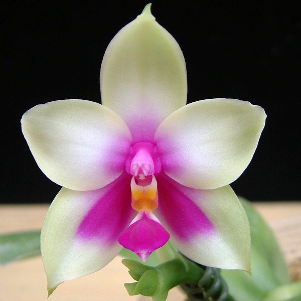 Phalaenopsis bellina var. Pink (SP320)