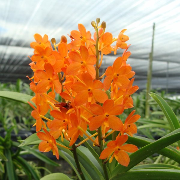 Ascocentrum Miniatum (SV01)
