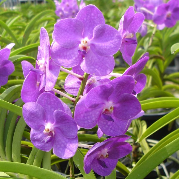 Ascocenda Karen Ono (SV02)