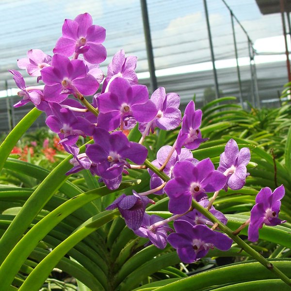 Vascostylis Pine River 'Blue' (SV08)