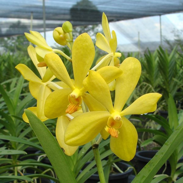 Mokara Chitty Gold (SV102)