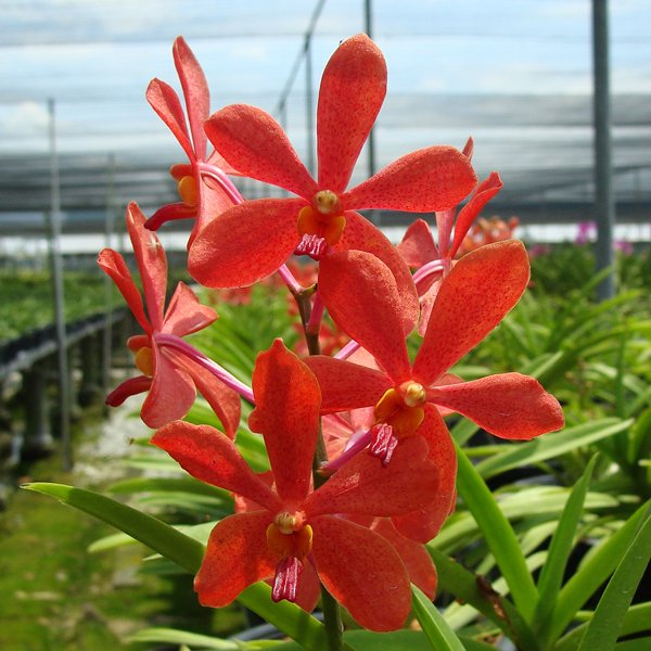 Mokara Sayan × Ascocenda Meda Arnold (SV103)