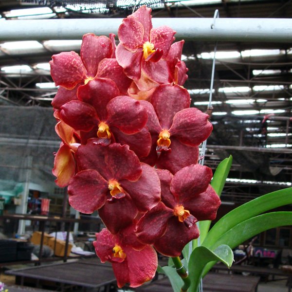 Ascocenda Bigness × Ascocenda Korbfah '4N' (SV108)
