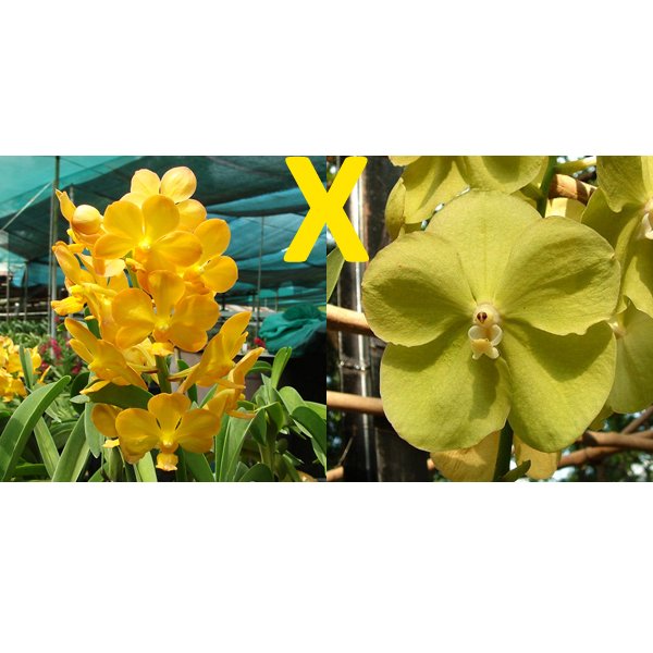 Ascocenda Fuchs Gold × Vanda Charles Good Fellow (SV109)