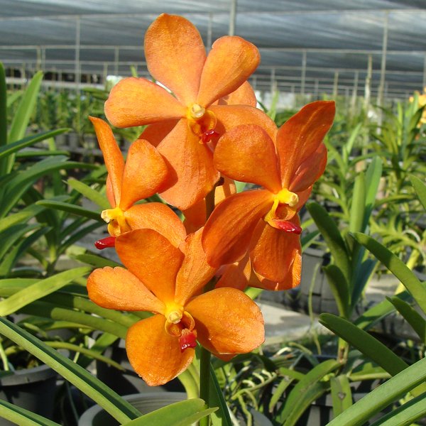 Mokara orchid