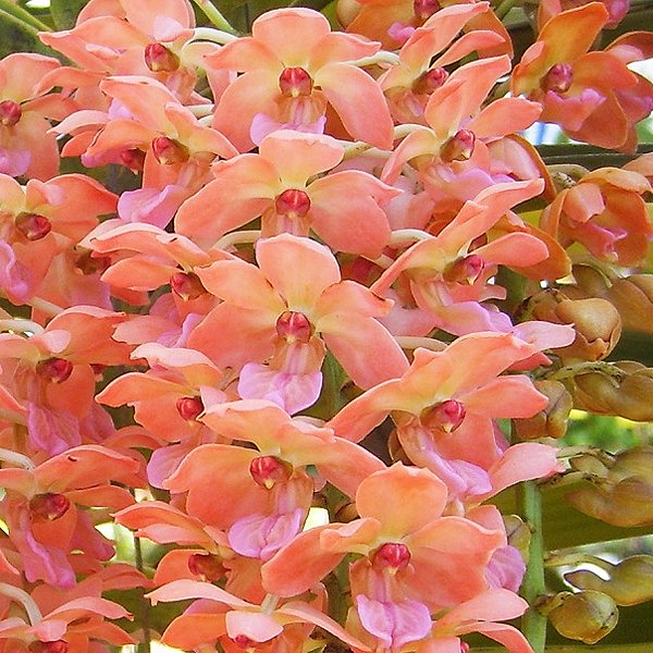 Rhynchostylis gigantea 'Orange' (SV116)