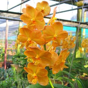 Ascocenda Fuchs Gold (SV18)