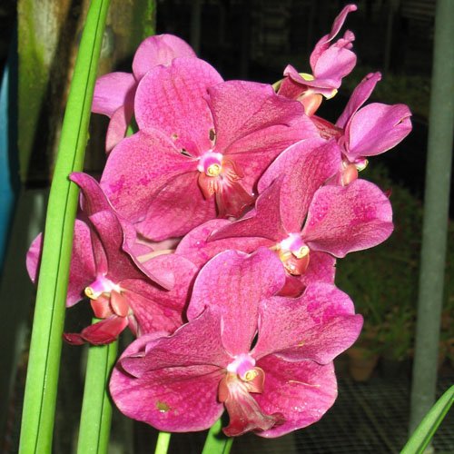 Vanda Memo × Somjit (SV48)