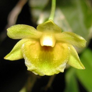 Dendrobium lamellatum (T23)