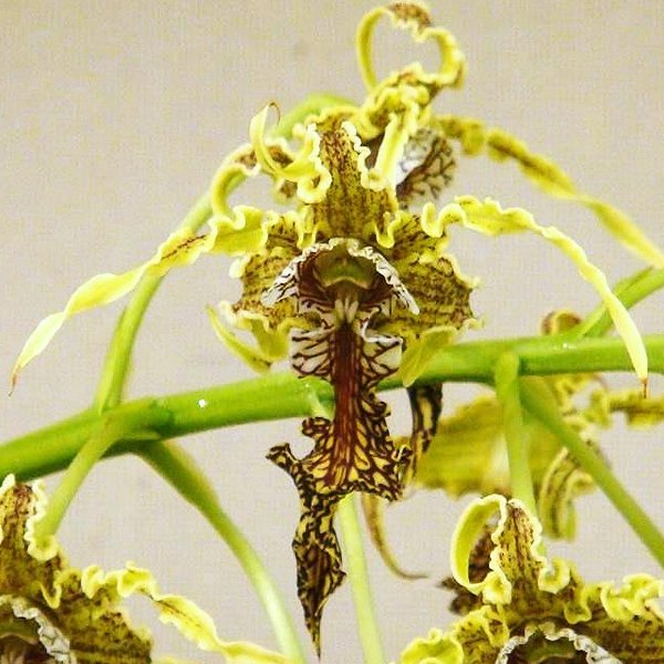 Dendrobium spectabile (T24)